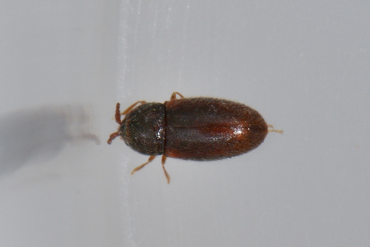 possibile Atomaria sp. (Chryptophagidae)